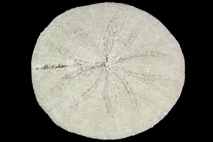 Fossil Sand Dollar (Astrodapsis) - California #103635
